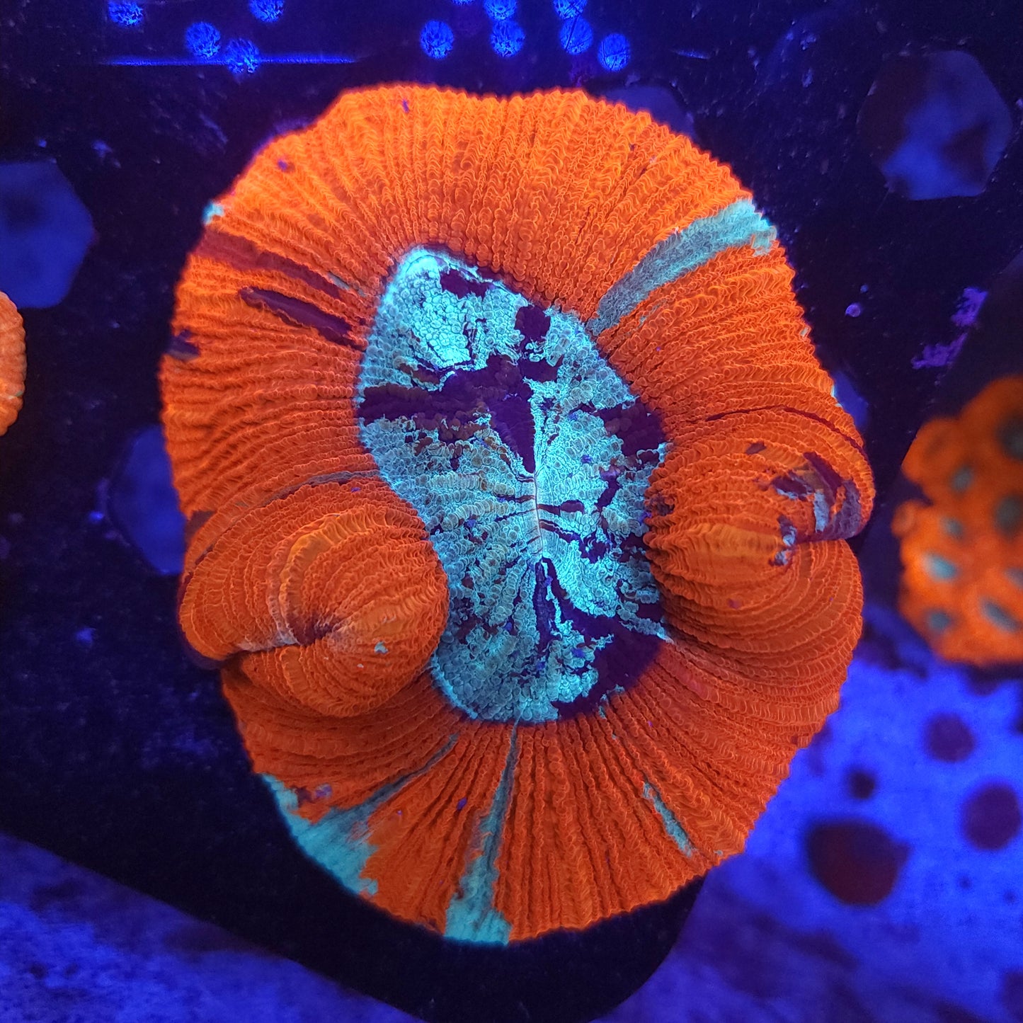 Red Multi Colored Splatter Trachy