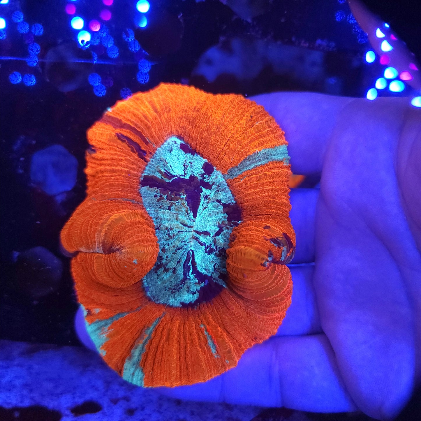 Red Multi Colored Splatter Trachy