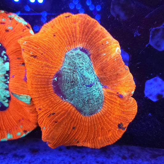 Bright Red and Teal Trachy