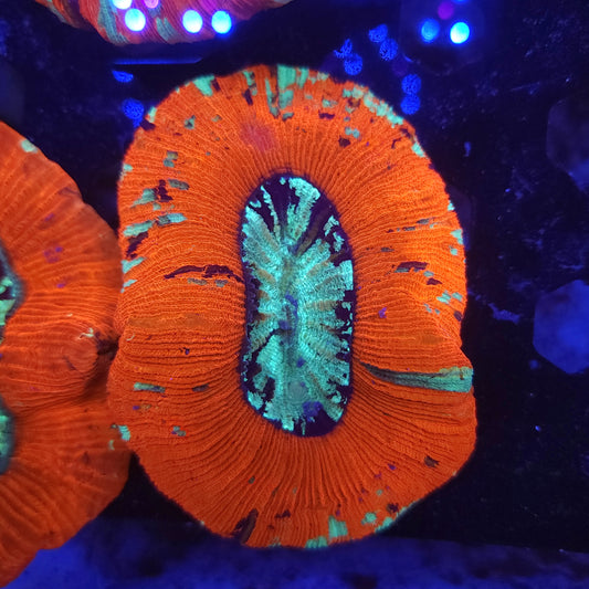 Bright Red Multi Colored Splatter Trachy