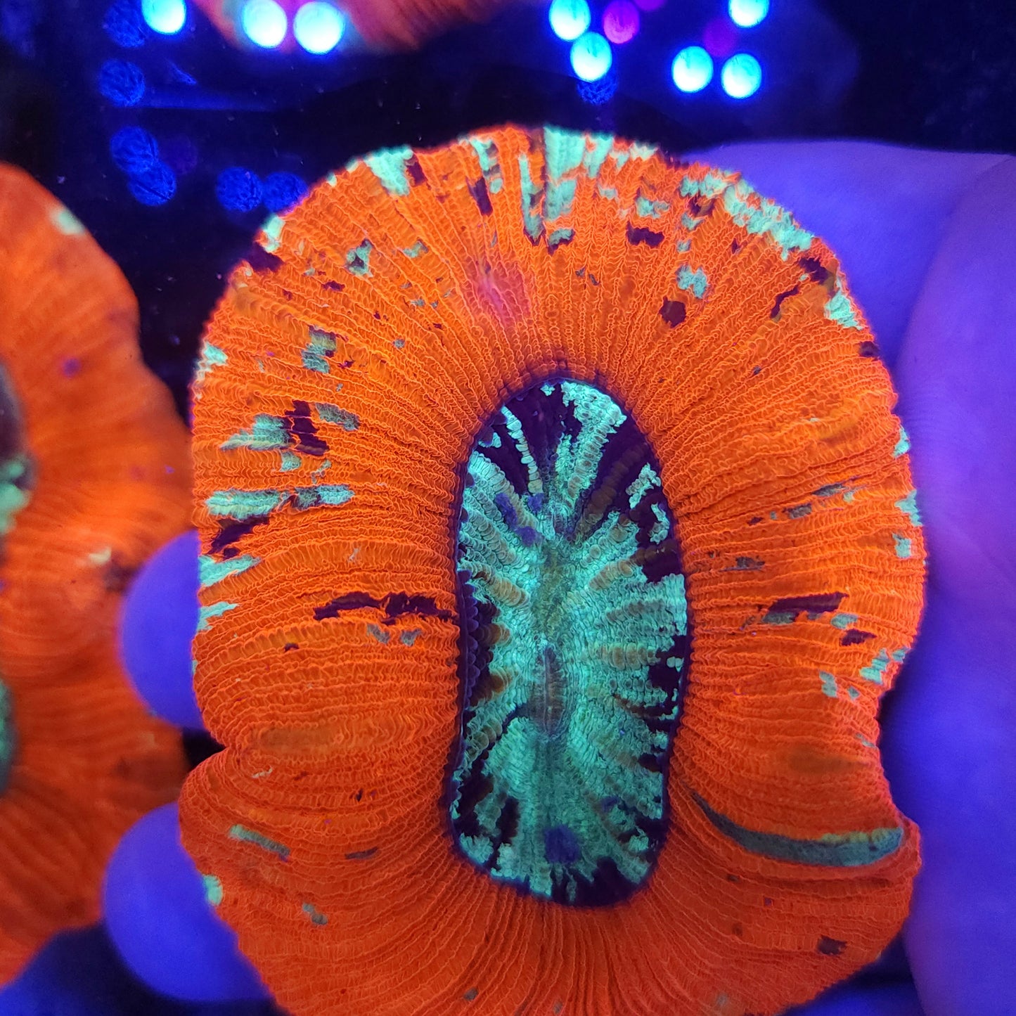 Bright Red Multi Colored Splatter Trachy