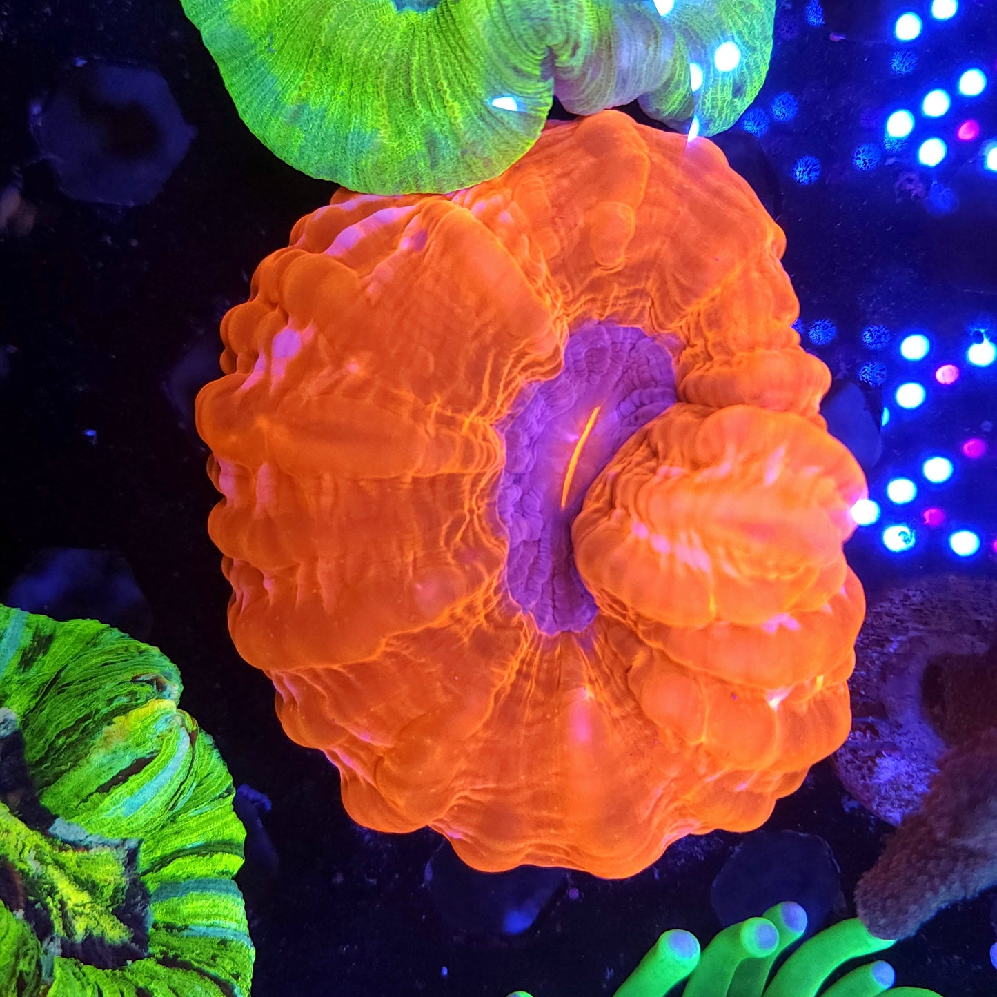 Red and Pink Cynarina