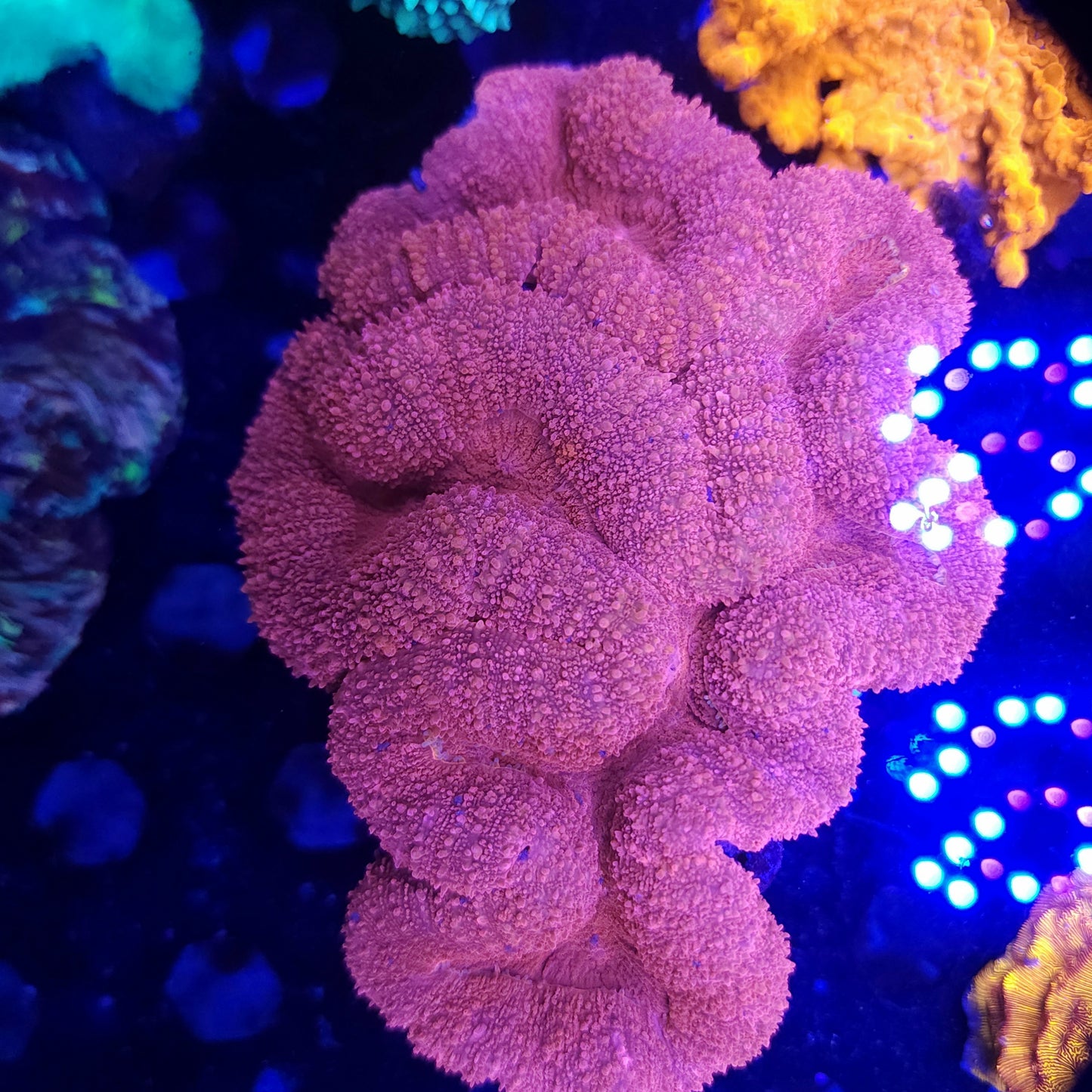 XL Pink Lobo (Nice size)