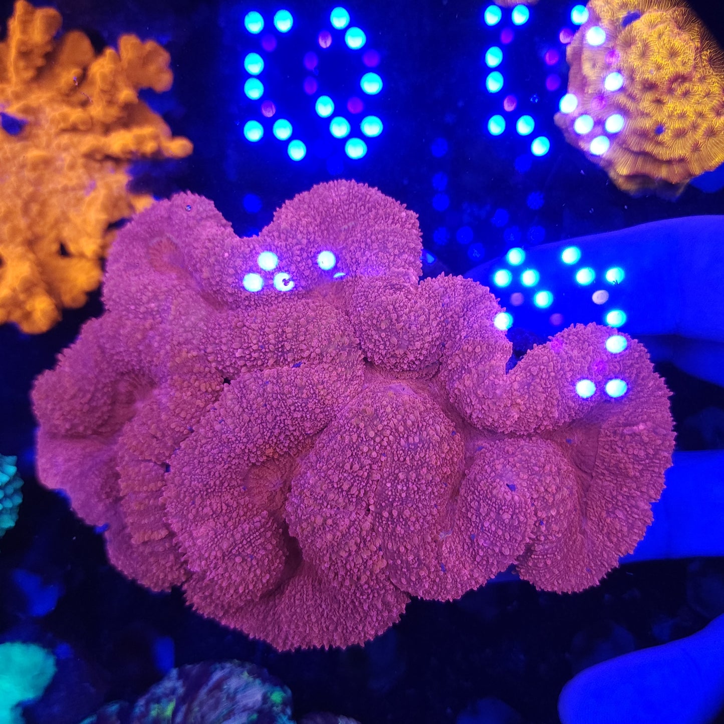 XL Pink Lobo (Nice size)