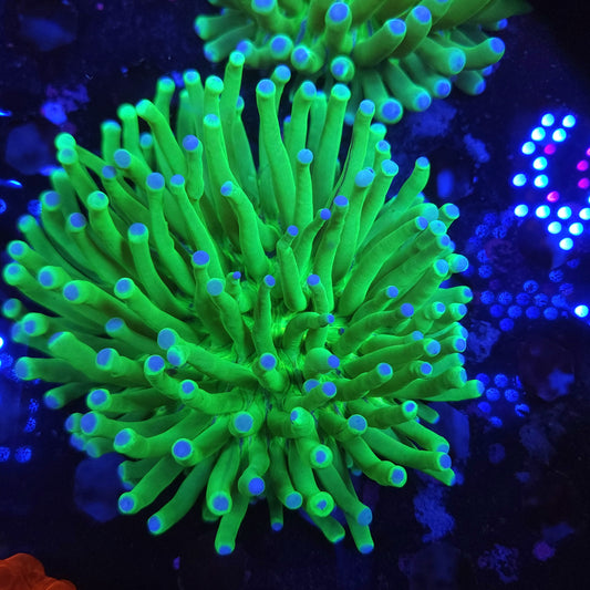 Bright and Healthy Heliofungia