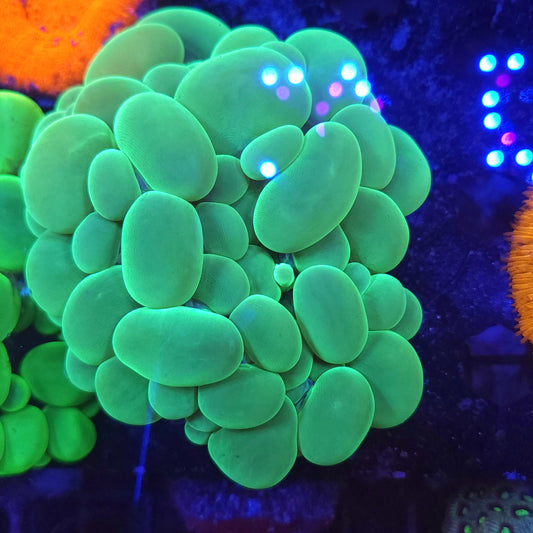 Bright Green Bubble Coral