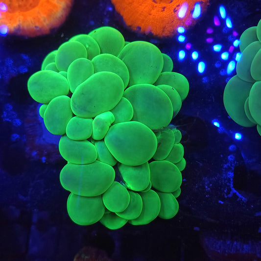 Bright Toxic Green Bubble Coral