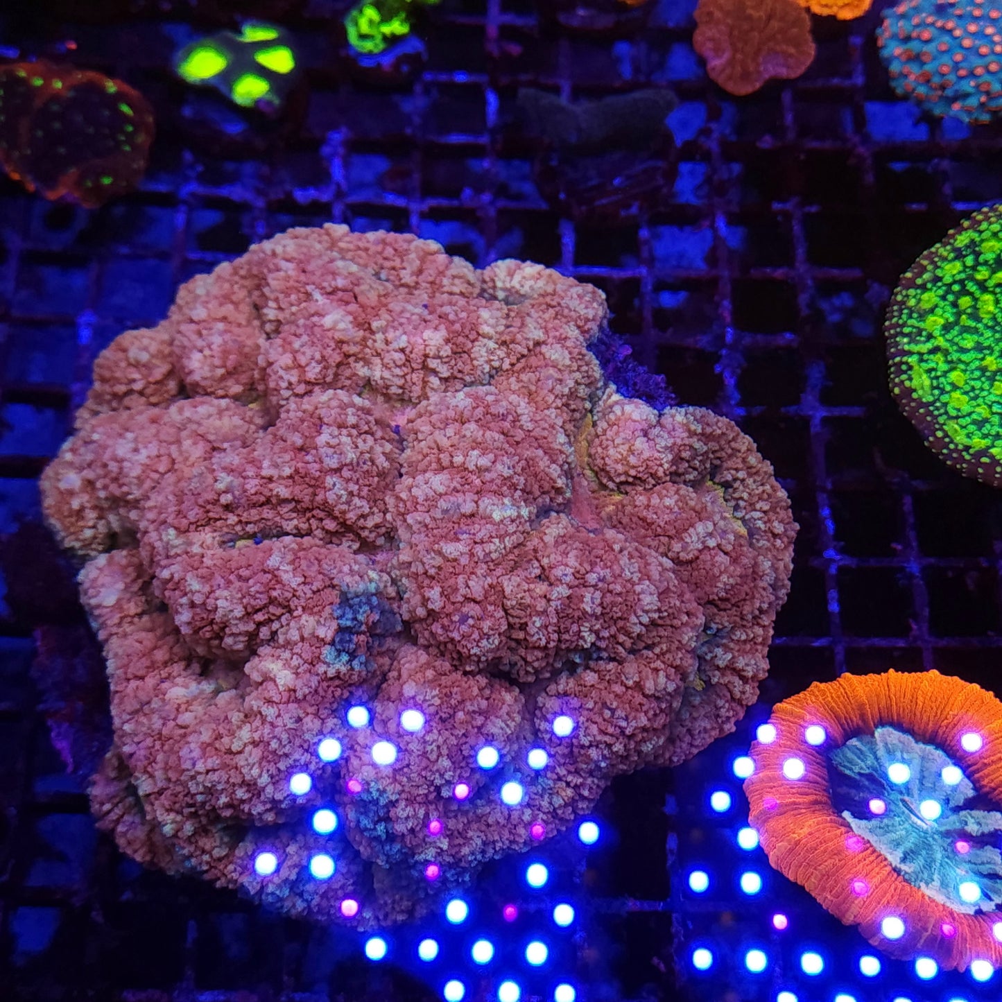 Massive Rare Tonga Pink Symphyllia Colony (Video in pics)