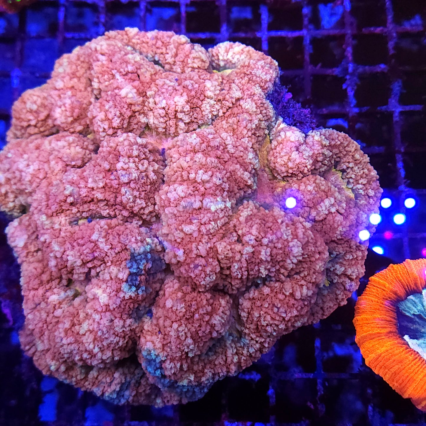 Massive Rare Tonga Pink Symphyllia Colony (Video in pics)