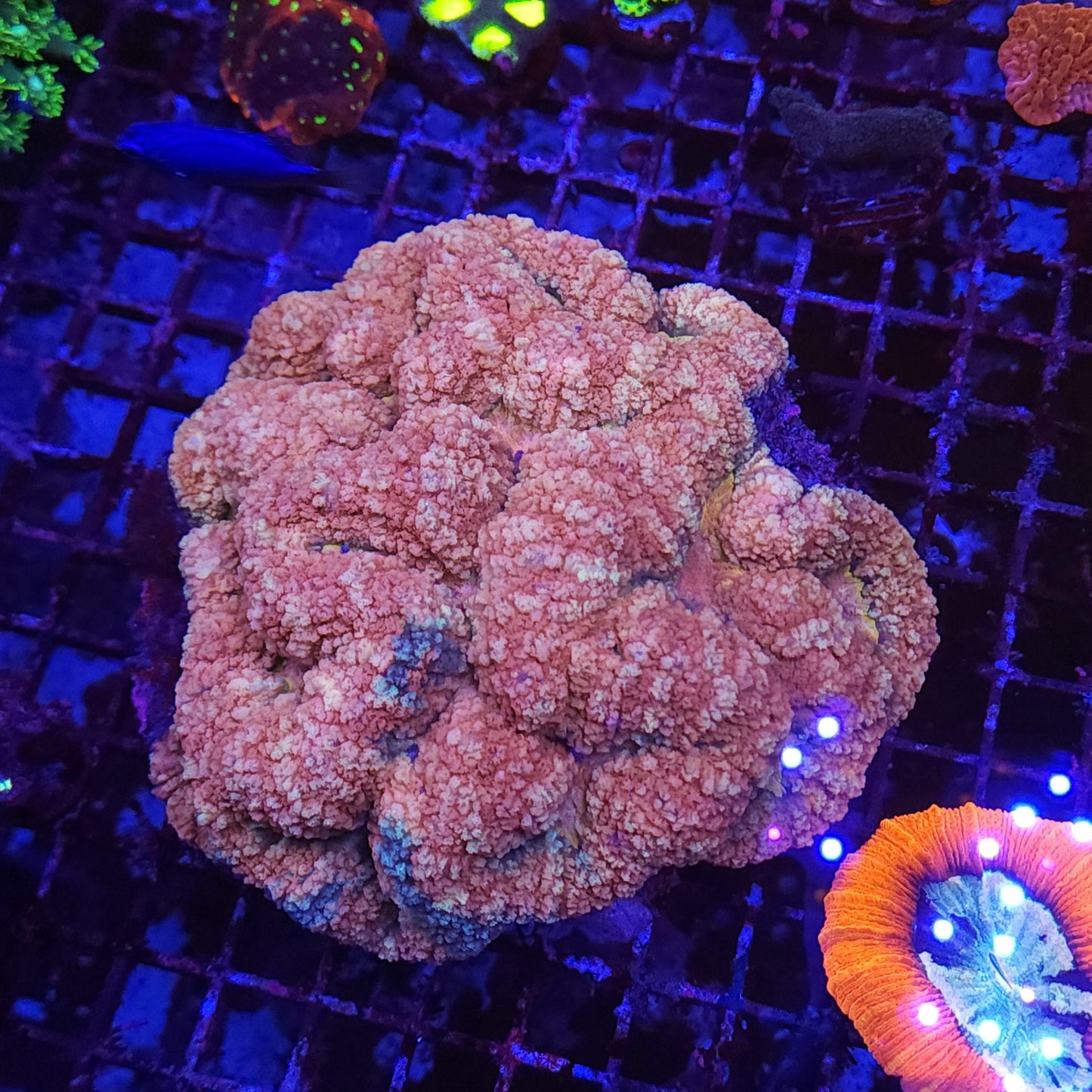 Massive Rare Tonga Pink Symphyllia Colony (Video in pics)