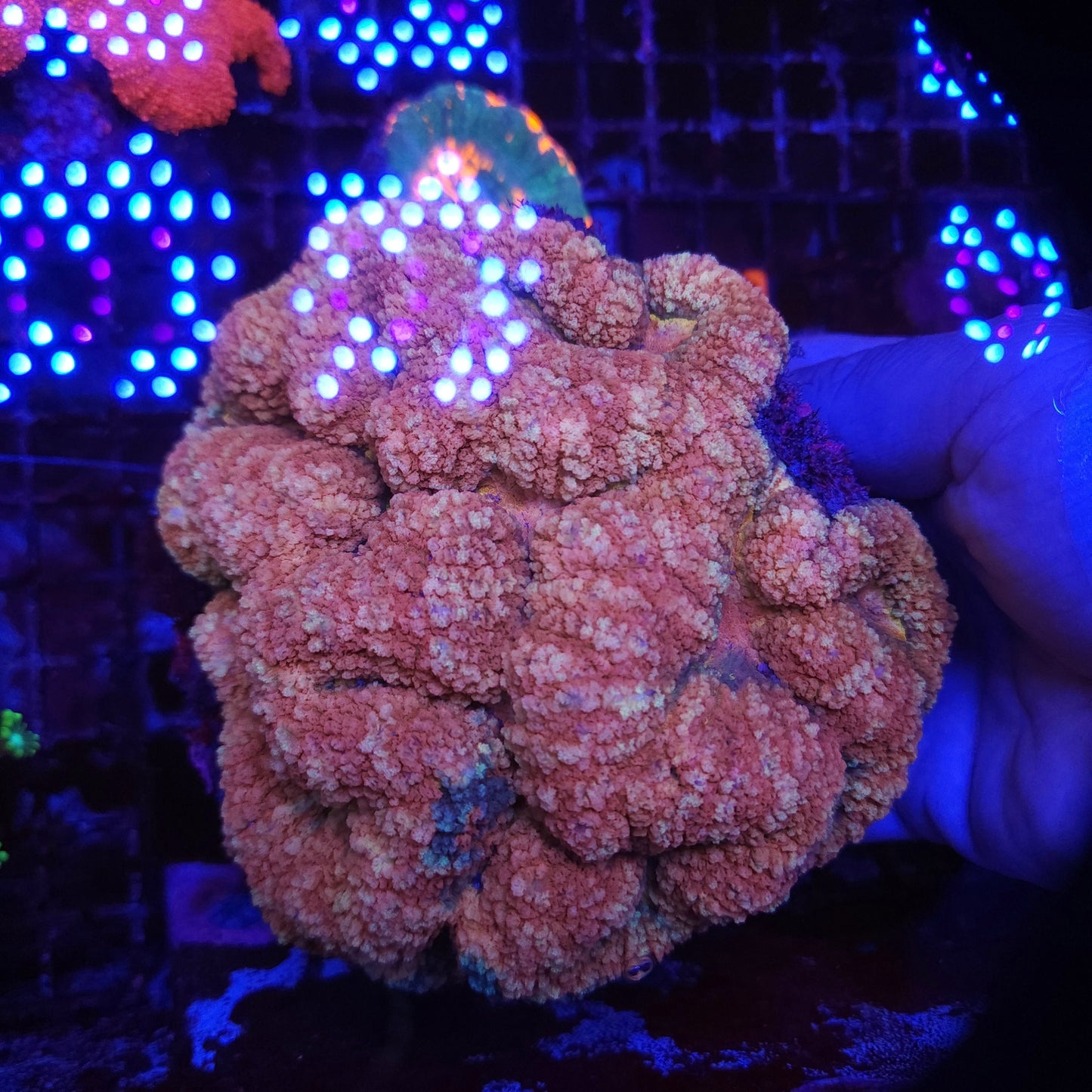 Massive Rare Tonga Pink Symphyllia Colony (Video in pics)