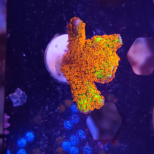 Forest Fire Monti Digitata