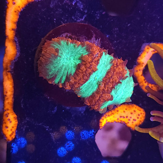 Bicolor Blasto Wellsi