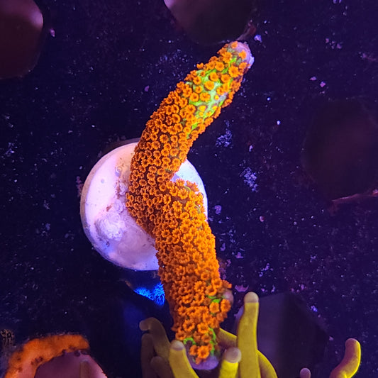 Forest Fire Monti Digitata