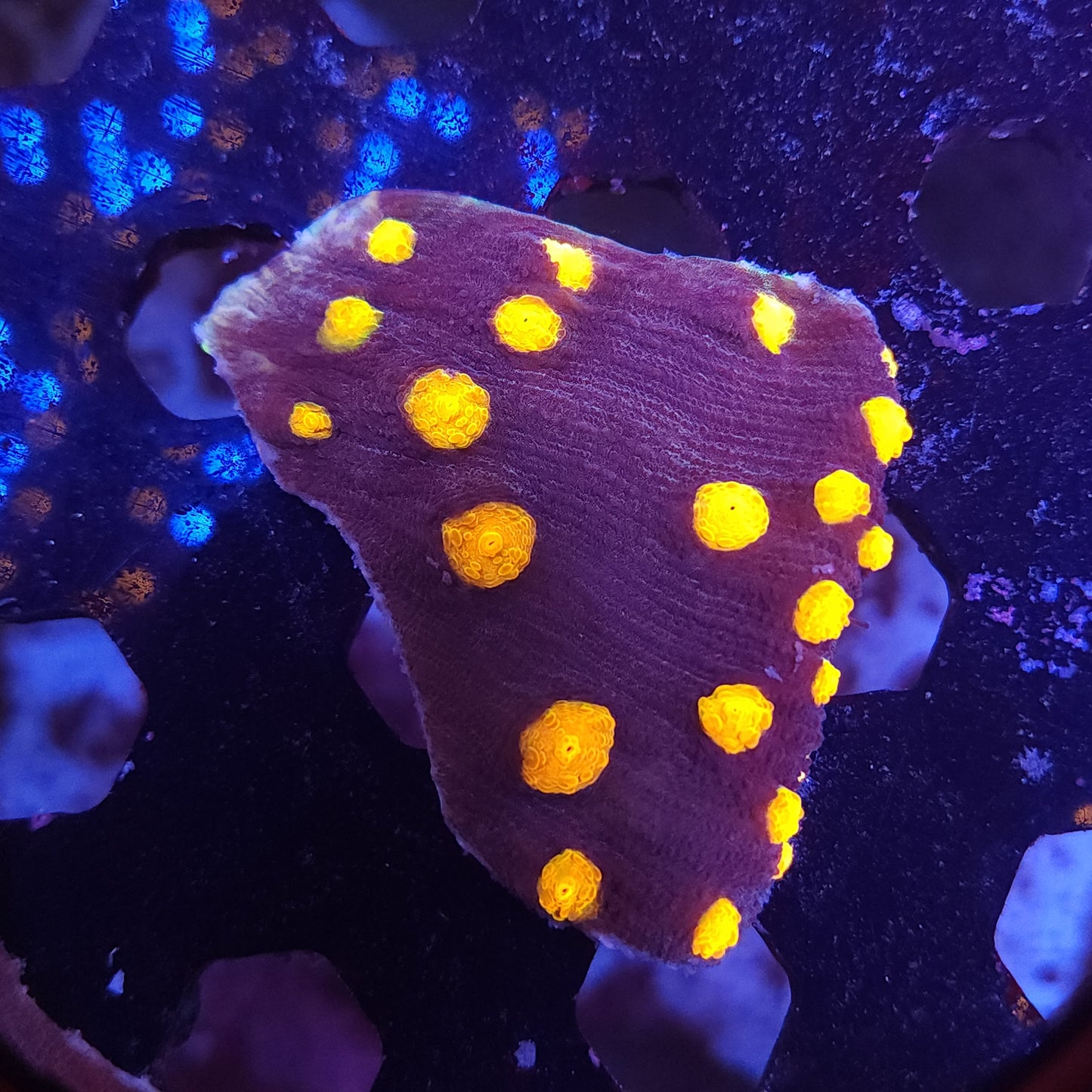 Nightmare Chalice Chunk