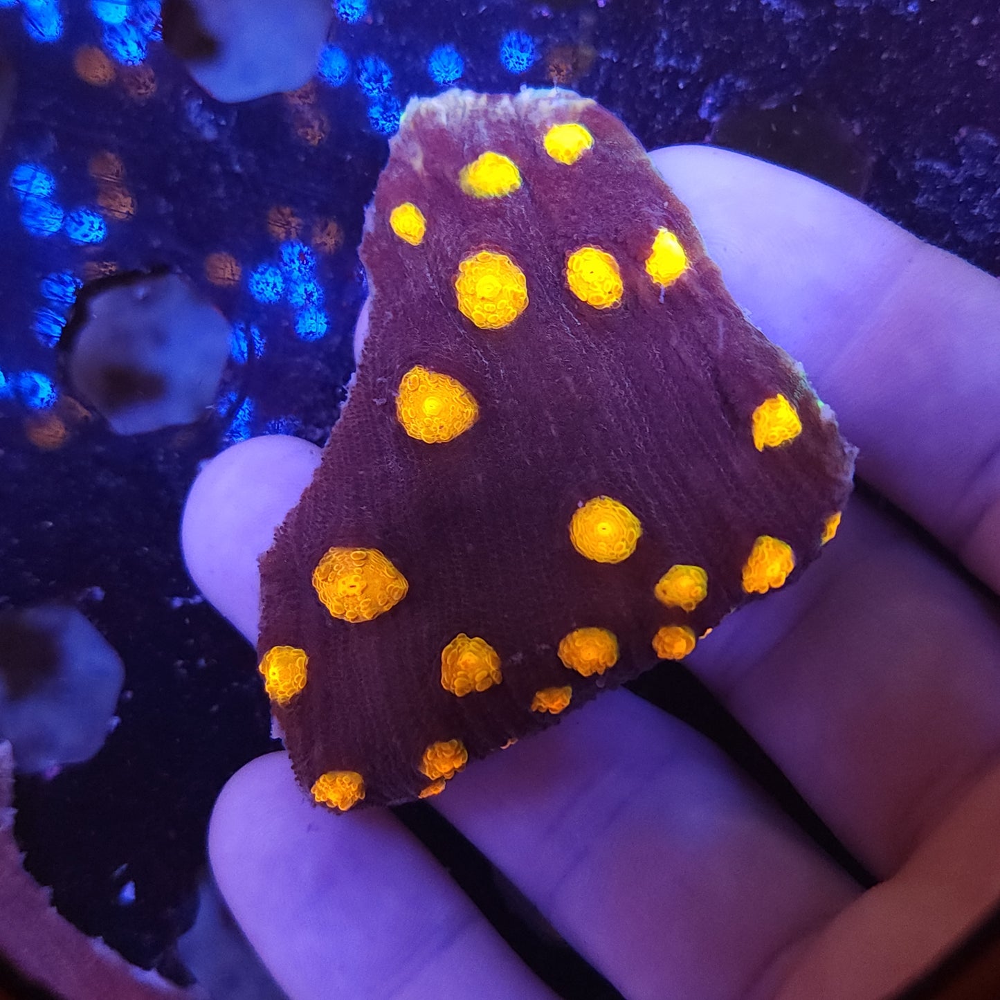 Nightmare Chalice Chunk