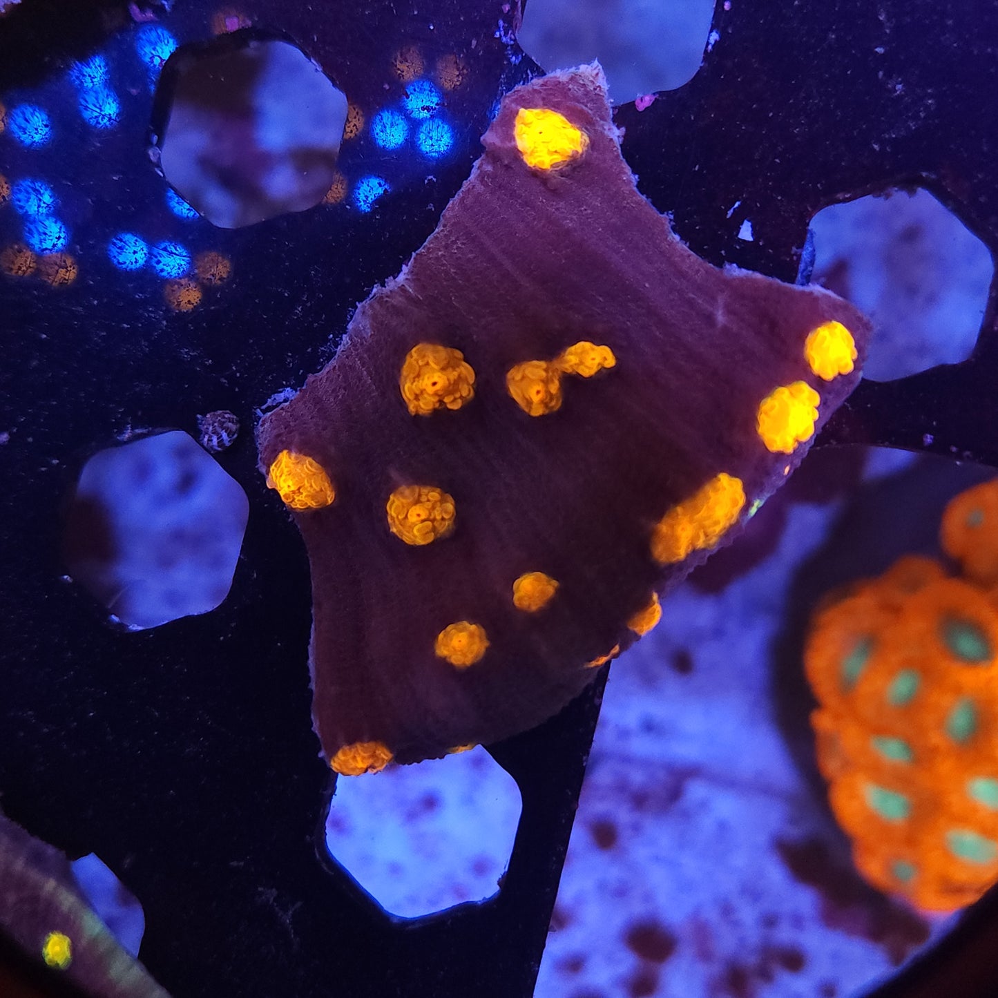 Nightmare Chalice Chunk