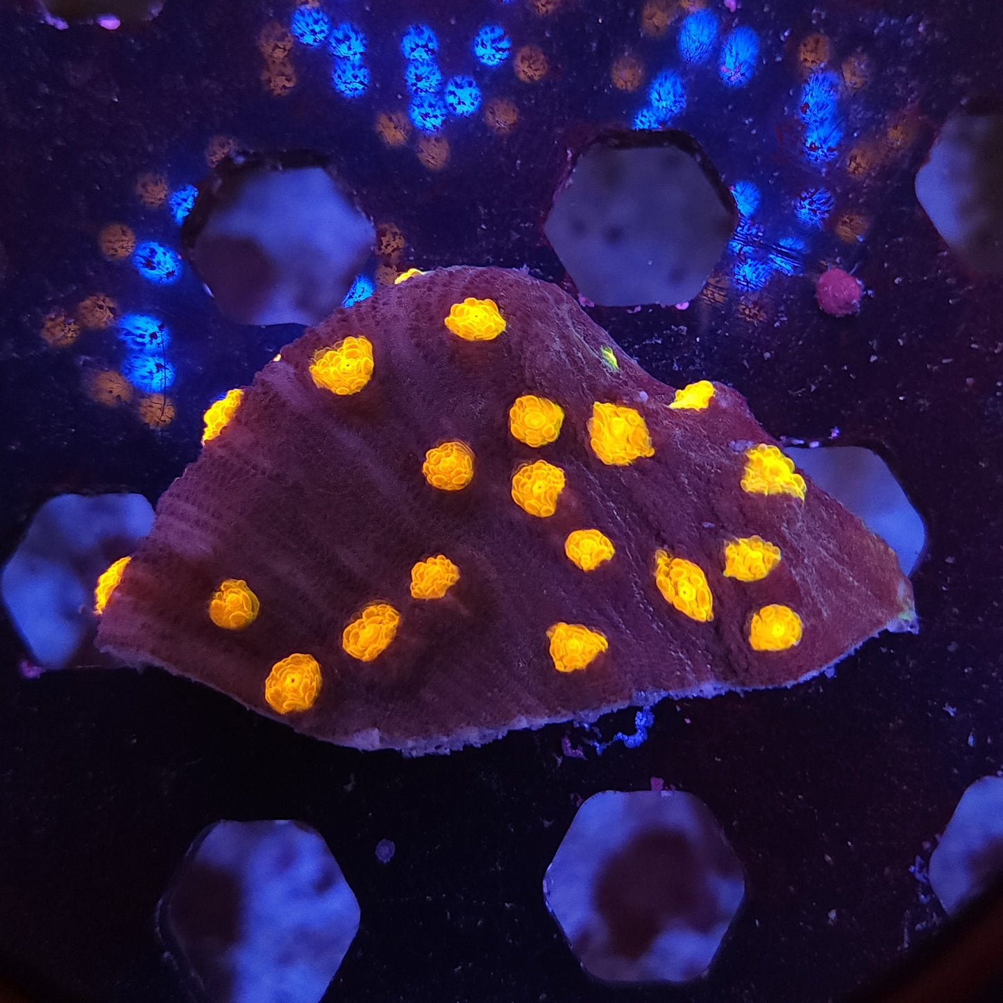 Nightmare Chalice Chunk