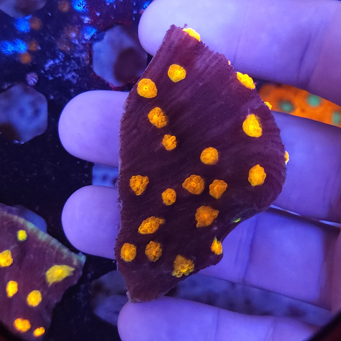 Nightmare Chalice Chunk