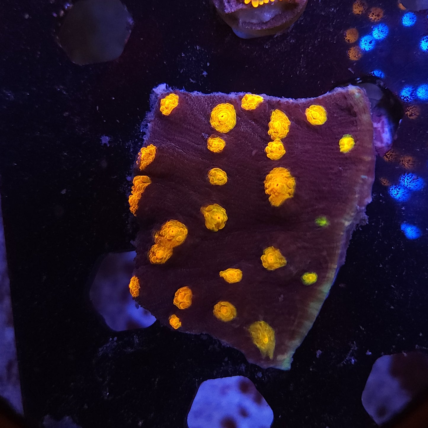 Nightmare Chalice Chunk