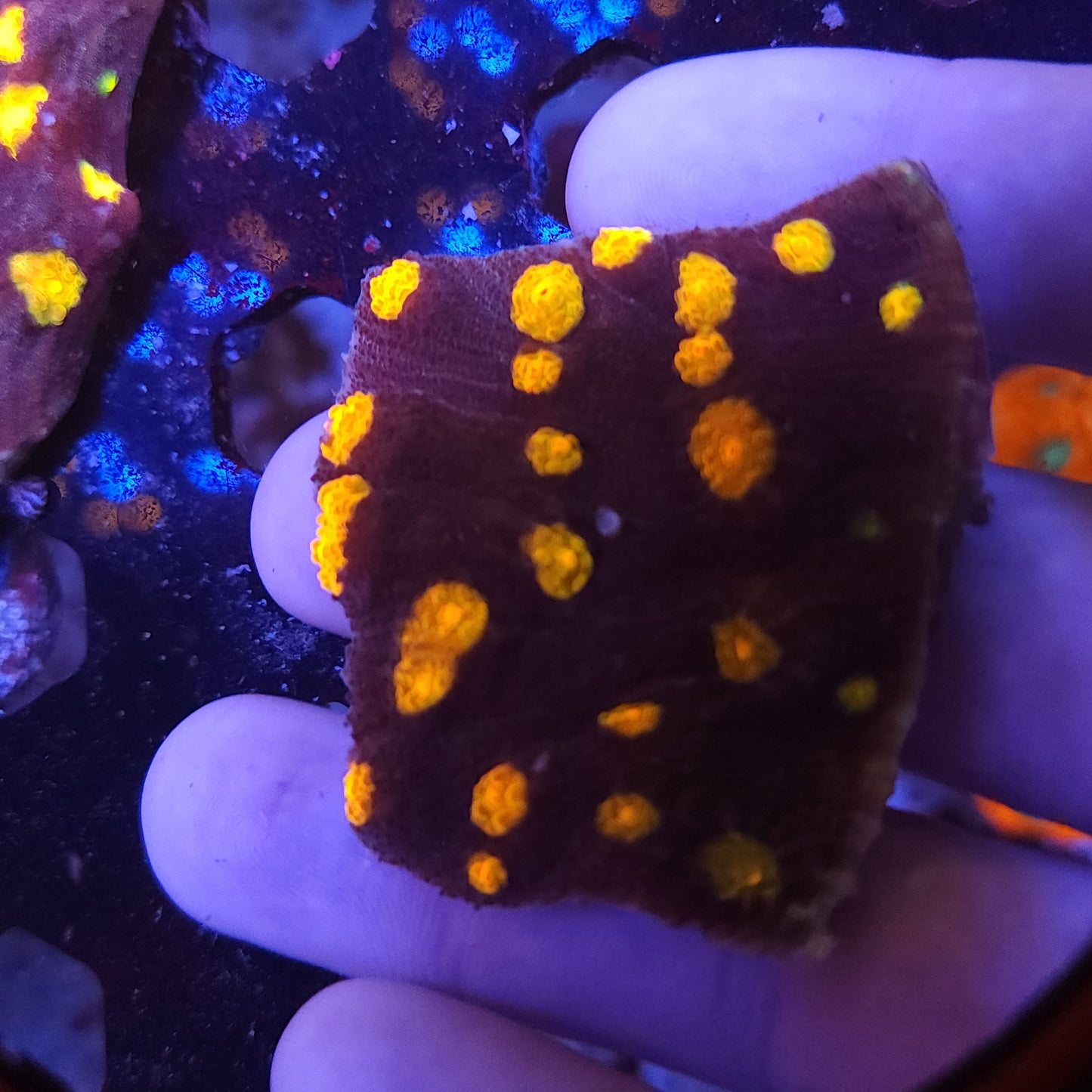 Nightmare Chalice Chunk