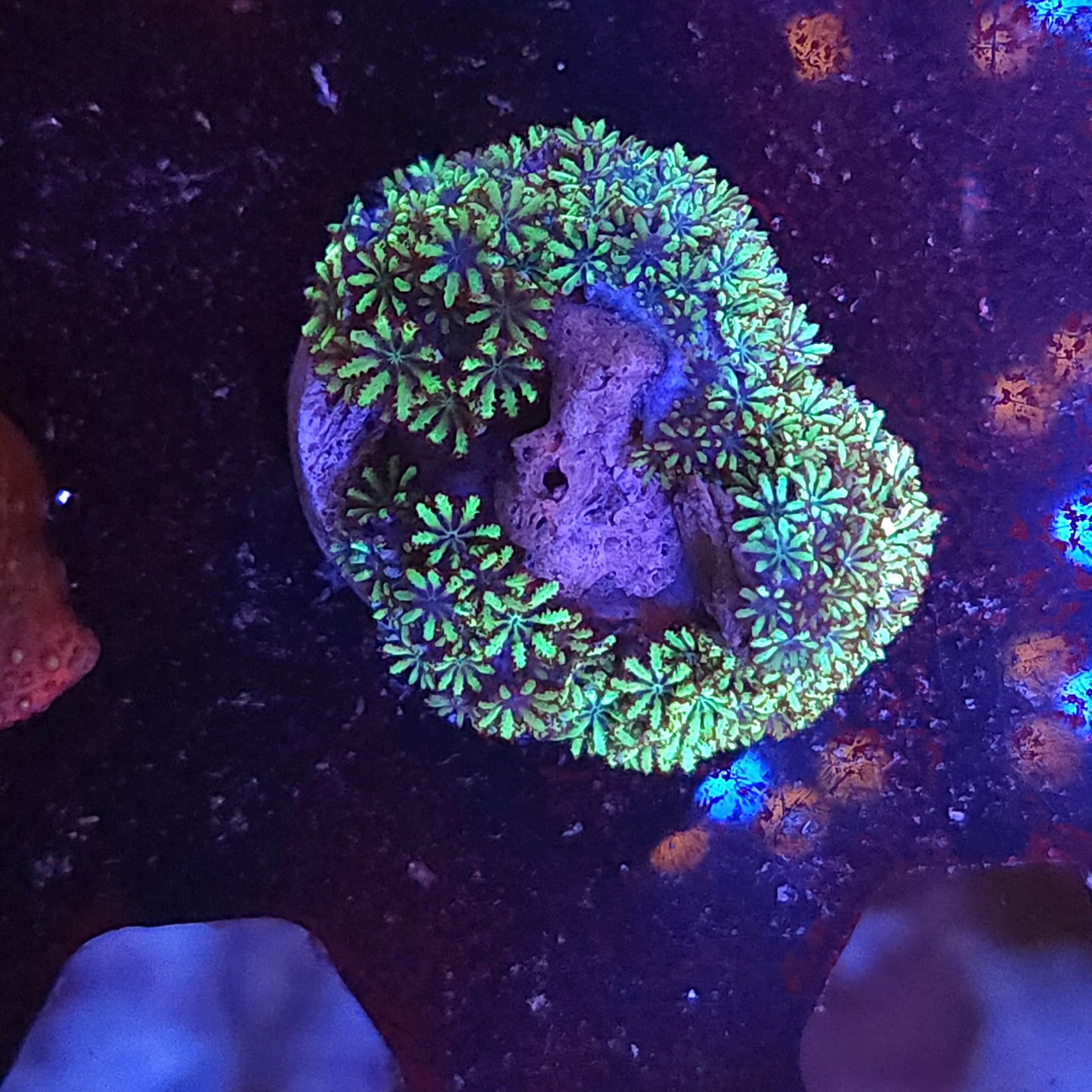 Blue Green Sympodium