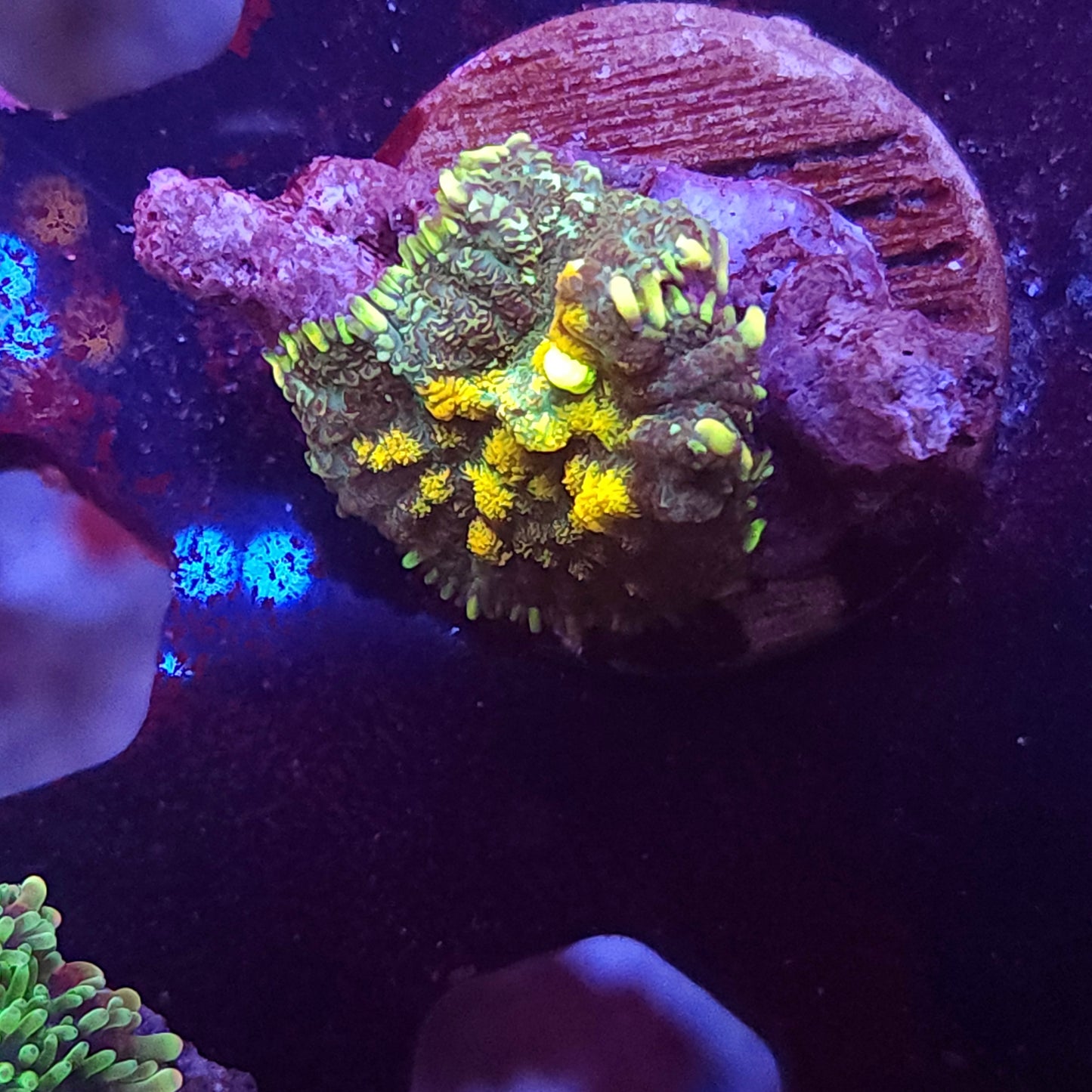 Yellow Splatter Mushroom