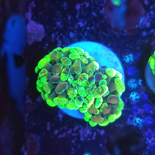 Toxic Green And Gold Splatter Hammer