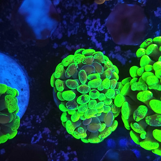 Toxic Green And Gold Splatter Hammer