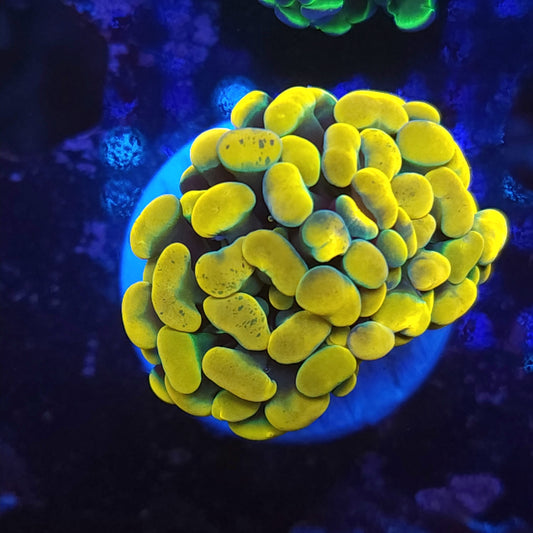 Bright Yellow Gold Hammer