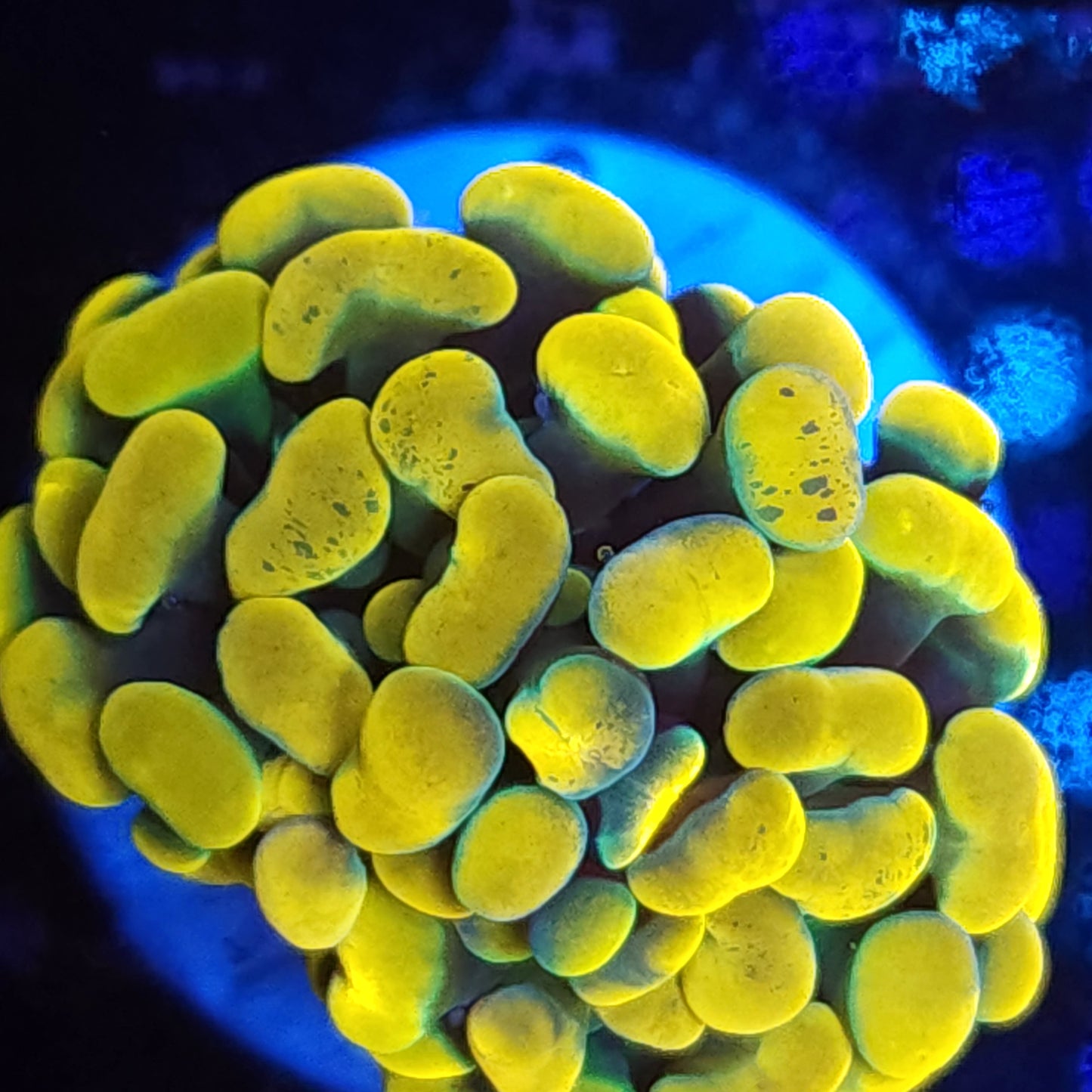 Bright Yellow Gold Hammer