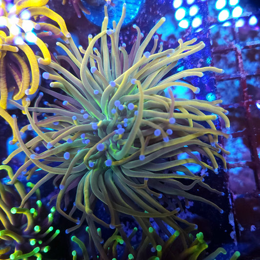 Rapunzel Torch Double (Video in pics)