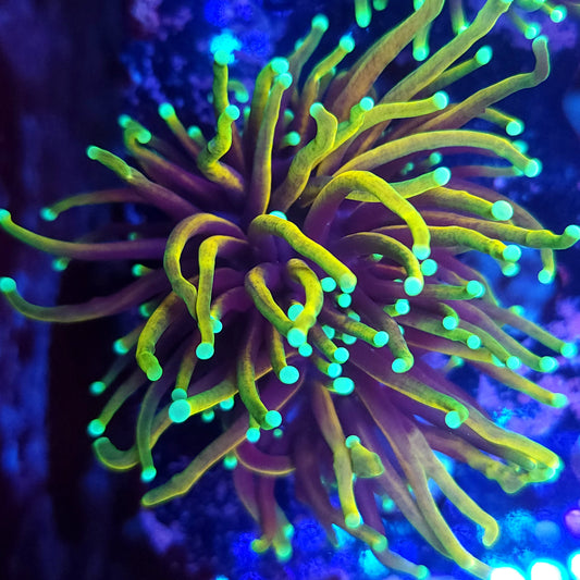 Hellfire Torch Splitting (Video in pics)