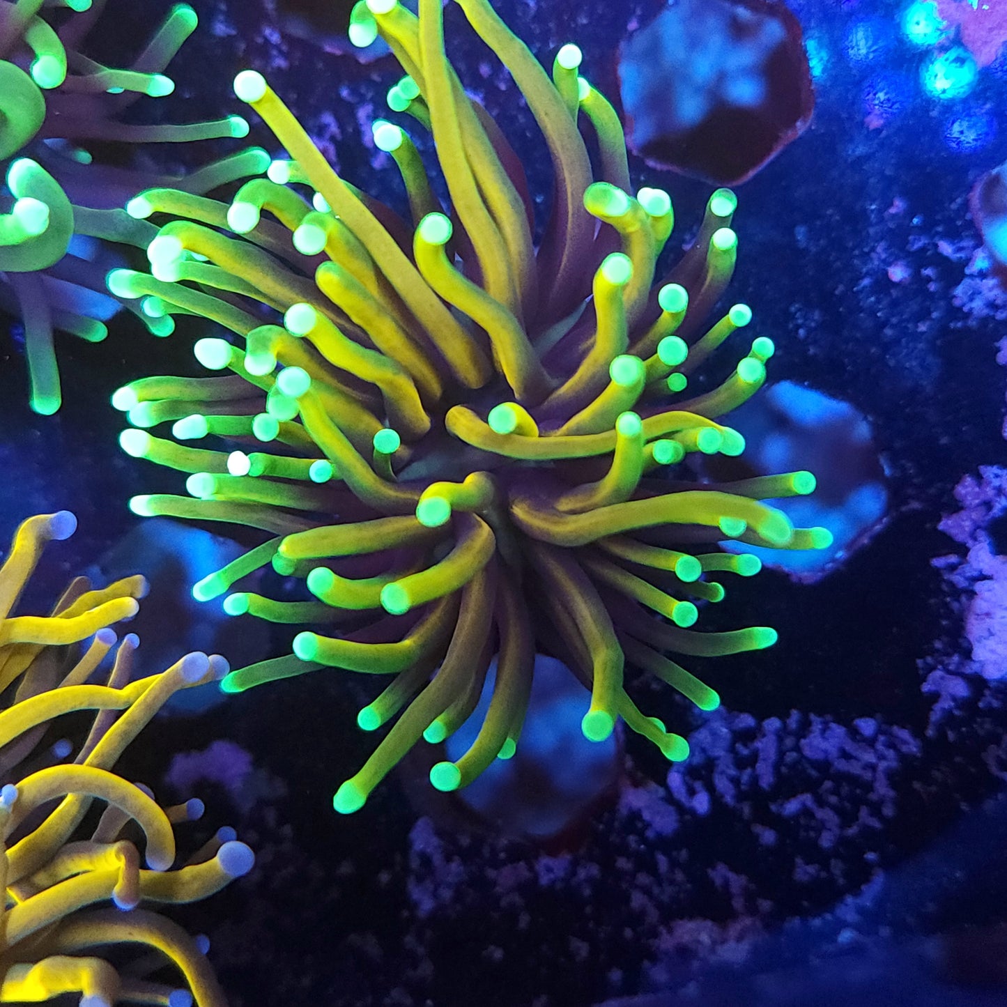 Hellfire Torch (Video in pics)