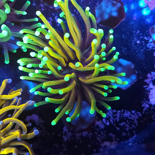 Hellfire Torch (Video in pics)