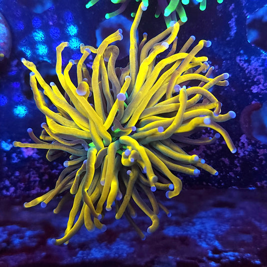 24k Gold Torch (Video in pics)