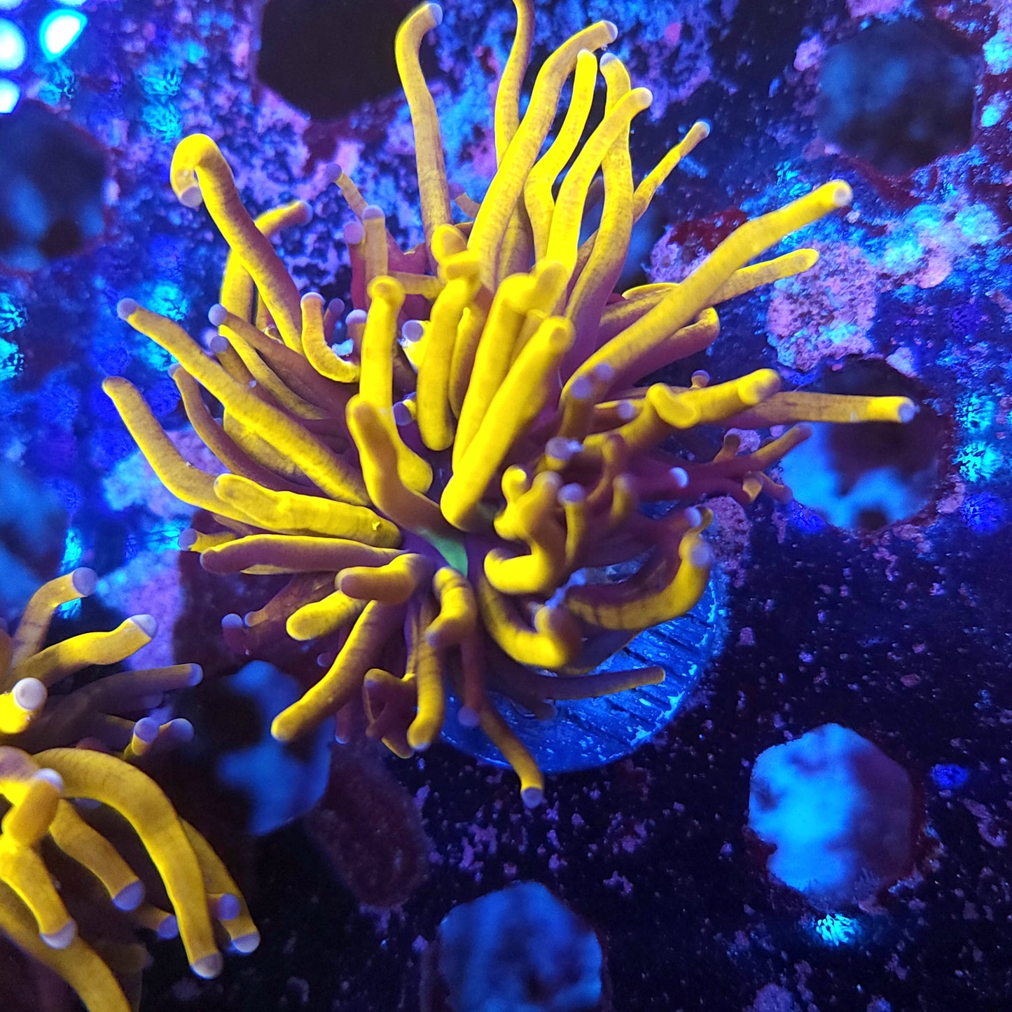 24k Gold Torch (Video in pics)