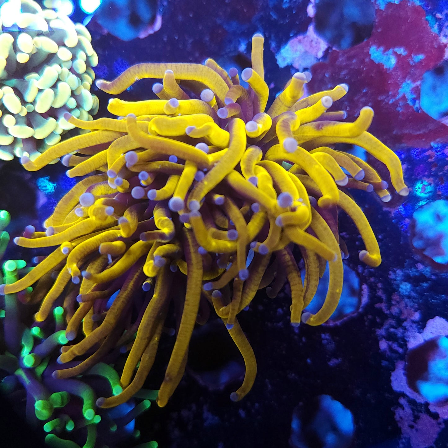 24k Gold Torch Splitting (Video in pics)