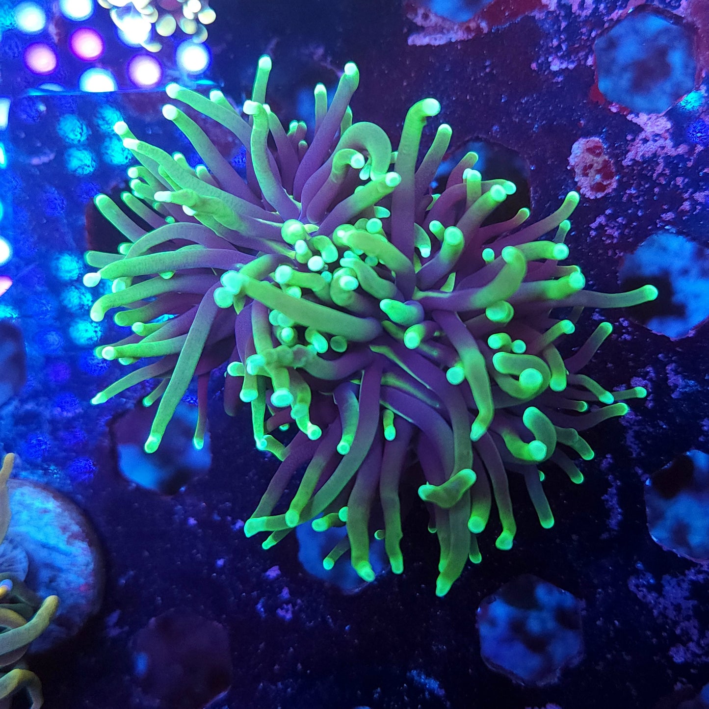 Grim Reaper Torch Double (Video in pics)