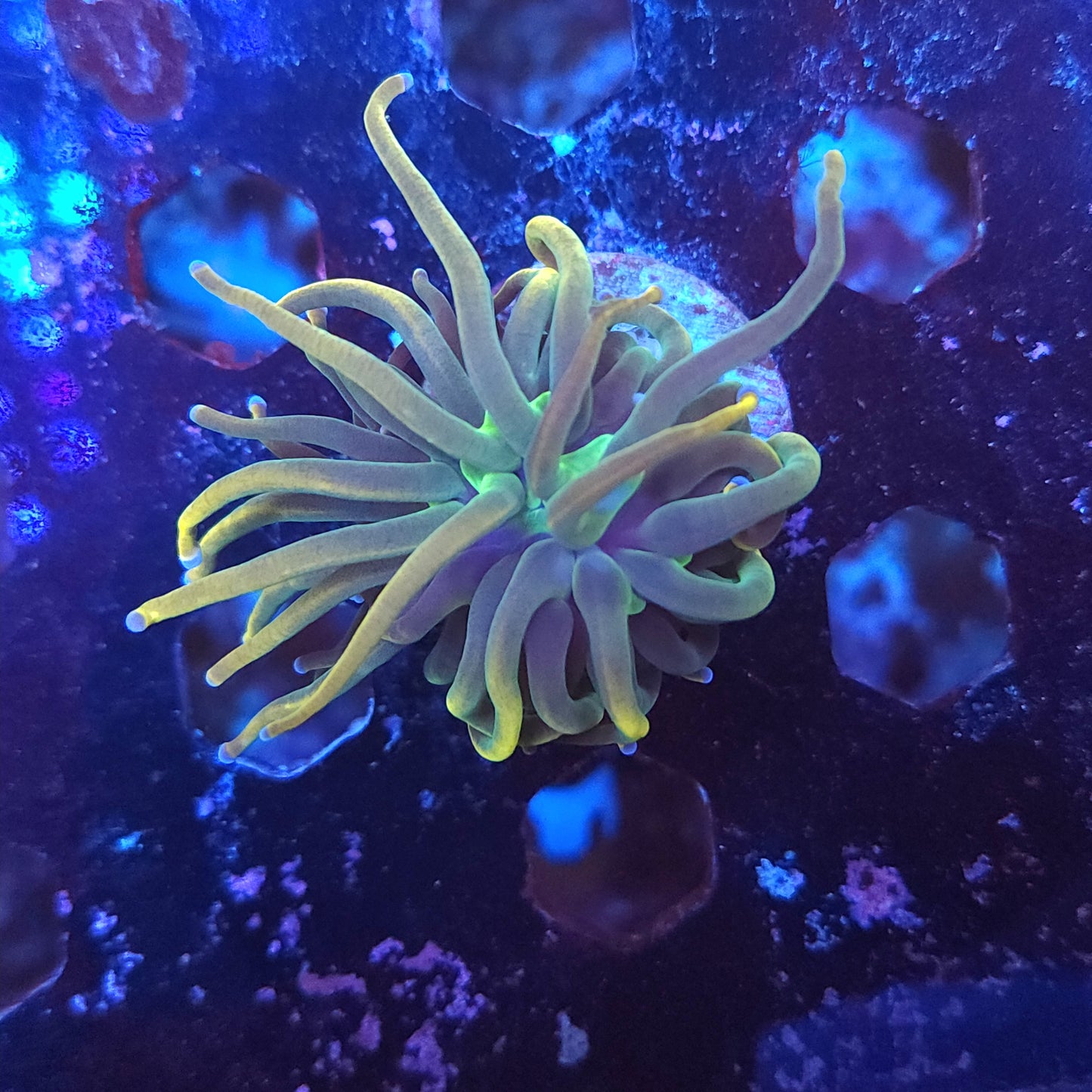 Dragon Tamer Torch (Video in pics)