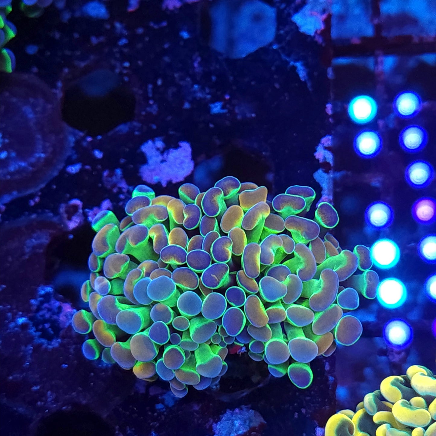 Ultra Rainbow Hologram Hammer Double (Video in pics)