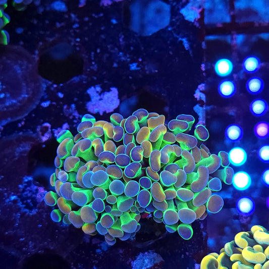 Ultra Rainbow Hologram Hammer Double (Video in pics)