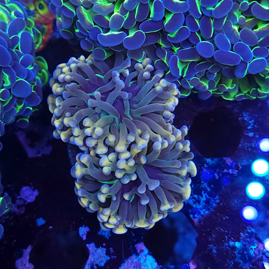 Gold Tip Cristata Torch Double