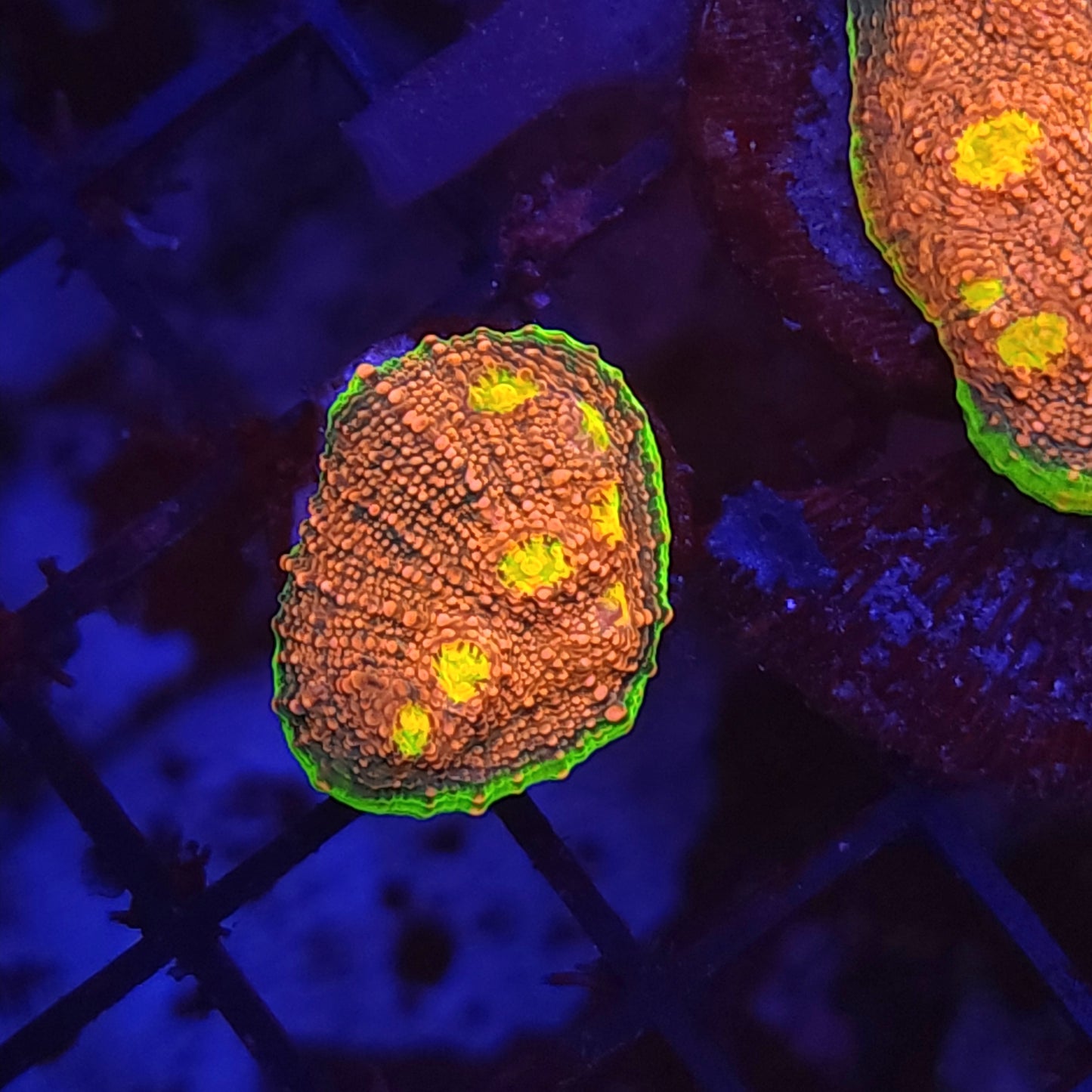 Ultra Watermelon Chalice