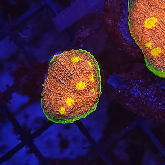 Ultra Watermelon Chalice