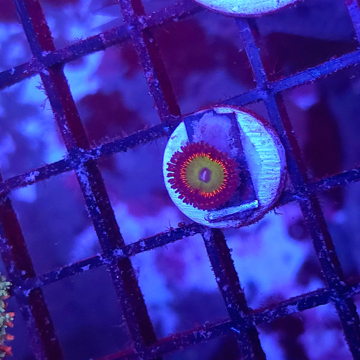 Rainbow Zoa
