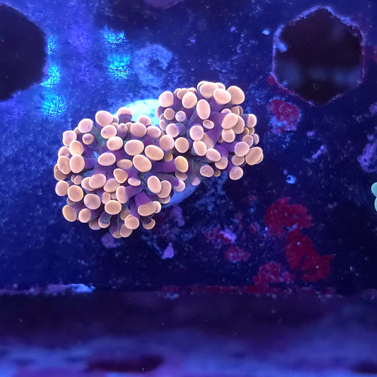 Pink and Purple Hammer Double