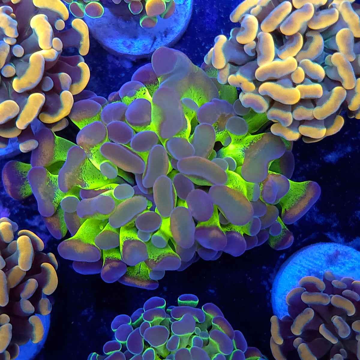 Ultra Green Gold Splatter Hammer
