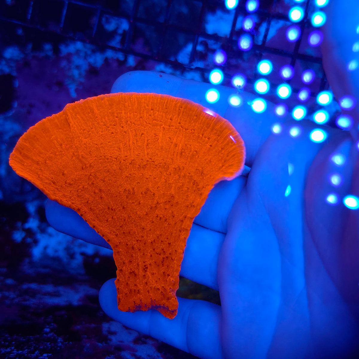 Bright Red Monti Cap Chunk