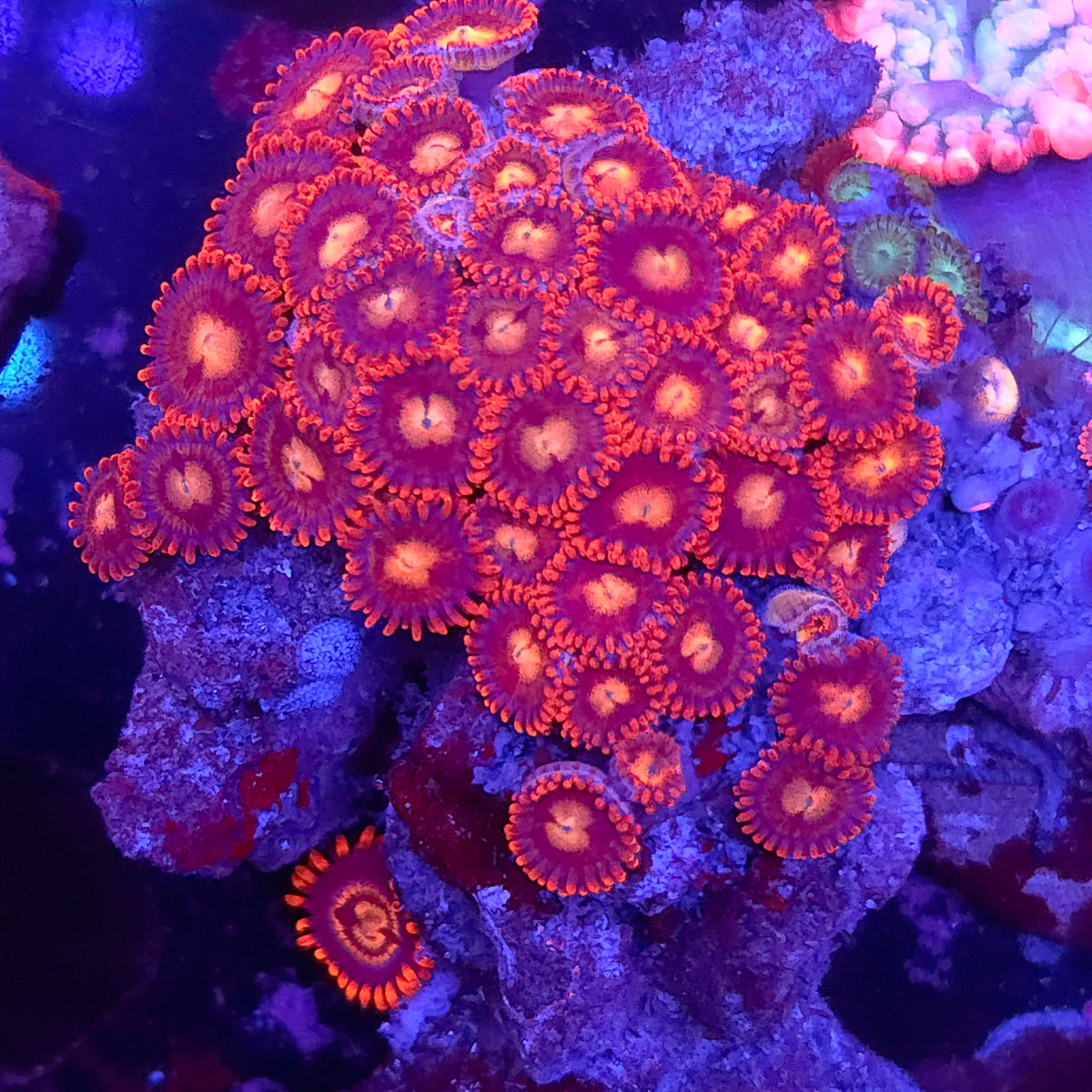 Flaming Zoa